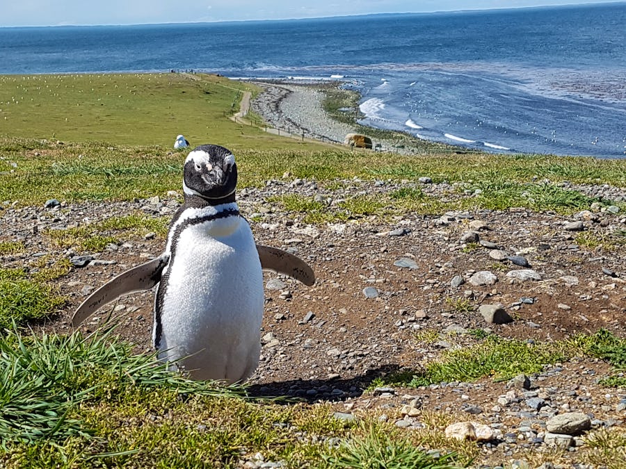 Pinguinkolonie Isla Magdalena – © Eberhardt TRAVEL
