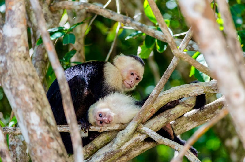 Kapuzineraffen im Manuel Antonio Nationalpark - ©©Justin - stock.adobe.com