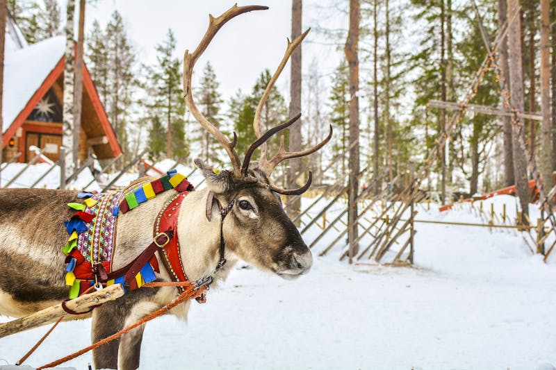 Reindeer in Lapland - ©©Medeya - stock.adobe.com