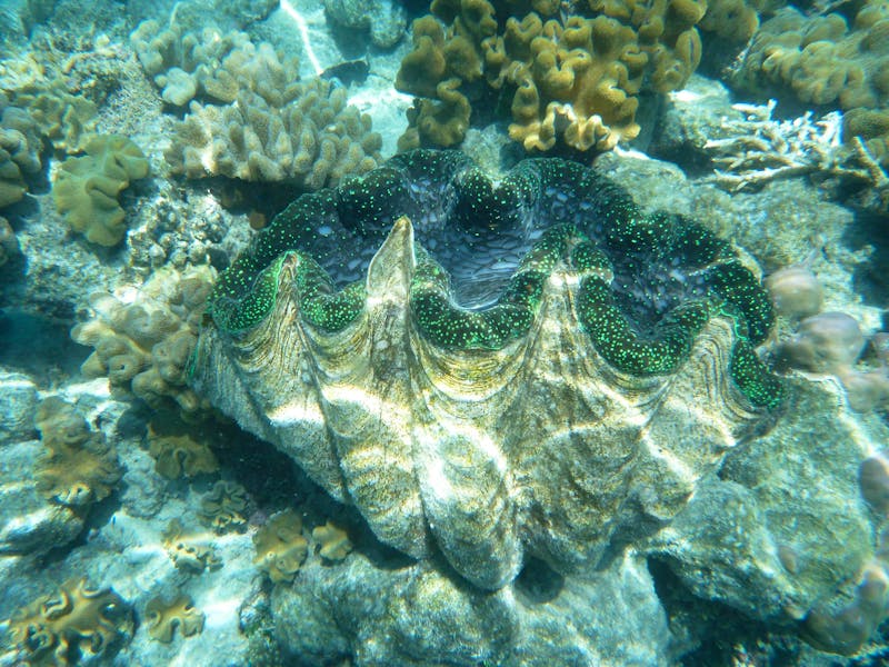 Great Barrier Reef - ©Anna Stiebing