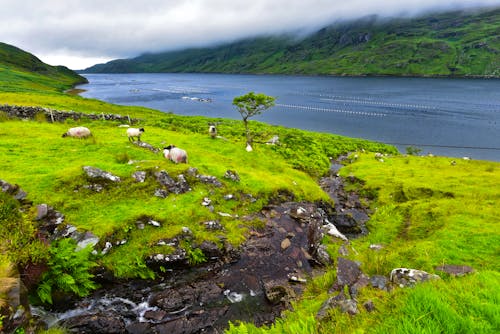 Irland - Killary Harbour &ndash; &copy; Uwalthie Pic Project – stock.adobe.com