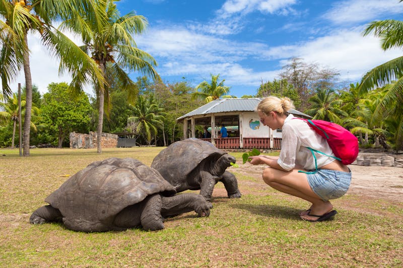 Schildkröten auf den Seychellen - ©©kasto - stock.adobe.com