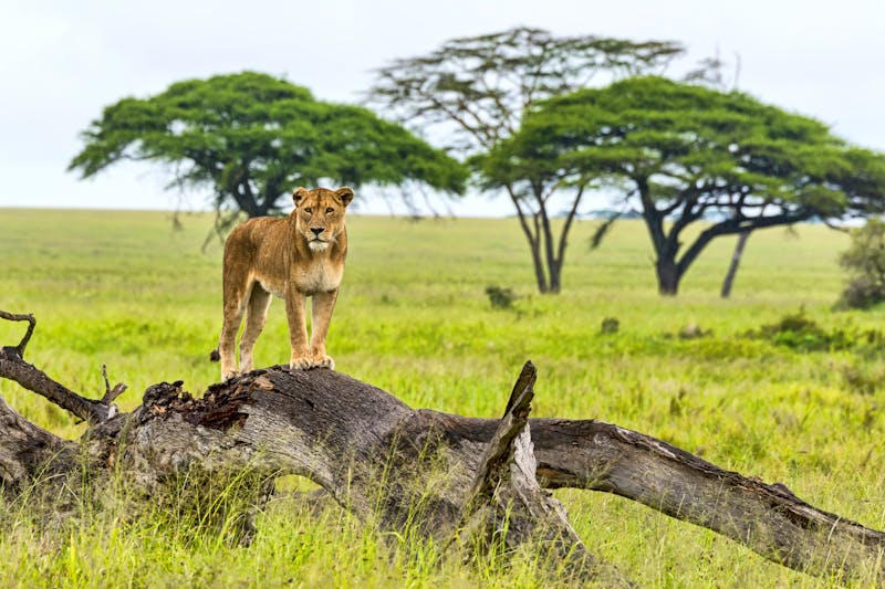 Löwe in der Serengeti - ©eSchmidt - stock.adobe.com