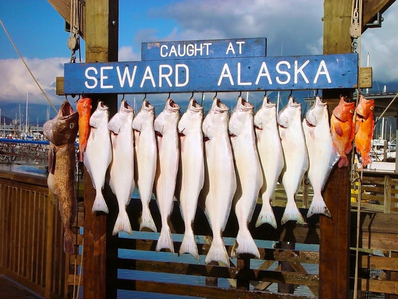Seward - ©Cornel Achirei - ACHI - PixAchi