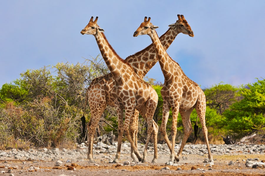 Giraffen im Etosha-Nationalpark – © lucaar - stock.adobe.com
