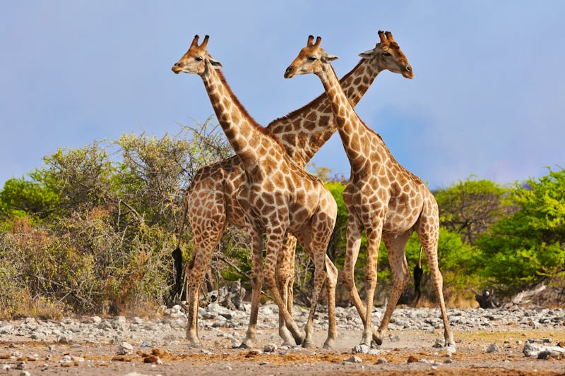Giraffen im Etosha-Nationalpark - ©lucaar - stock.adobe.com