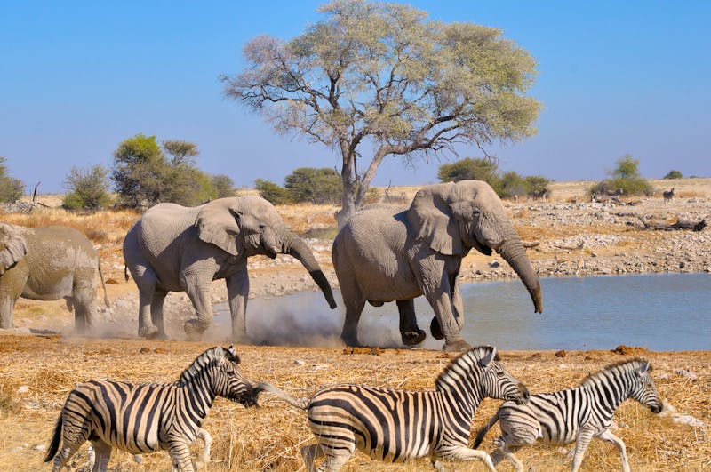 Elefanten am Wasserloch im Etosha-Nationalpark - ©dpreezg - stock.adobe.com