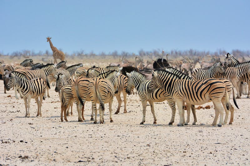 Herden von Zebras, Giraffen, Straußen und Oryx im Etosha-Nationalpark - ©anni94 - stock.adobe.com