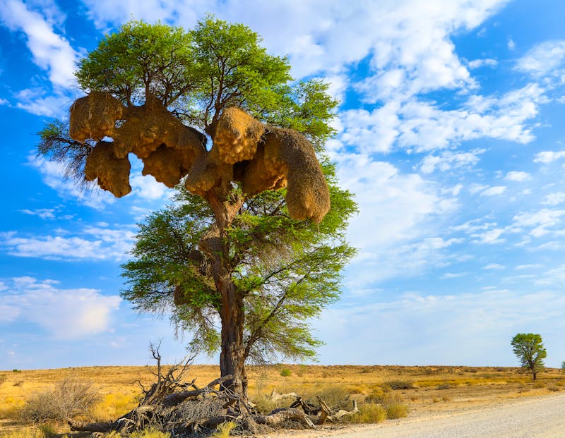 Webervögel im Baum im Kgalagadi-Transfrontier-Park - ©Louis - stock.adobe.com