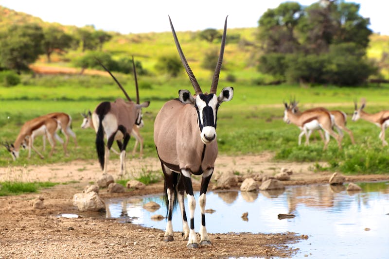 Oryx am Wasserloch im Kgalagadi-Transfontier-Nationalpark - ©photogallet - stock.adobe.com