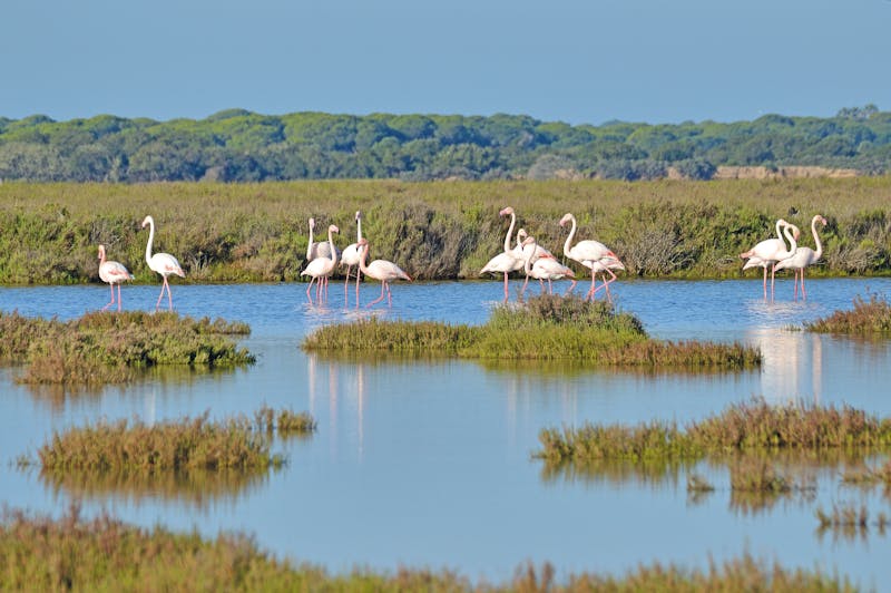 Flamingos im Donana Nationalpark - ©©Juan Pedro Cuadrado  - Adobe Stock