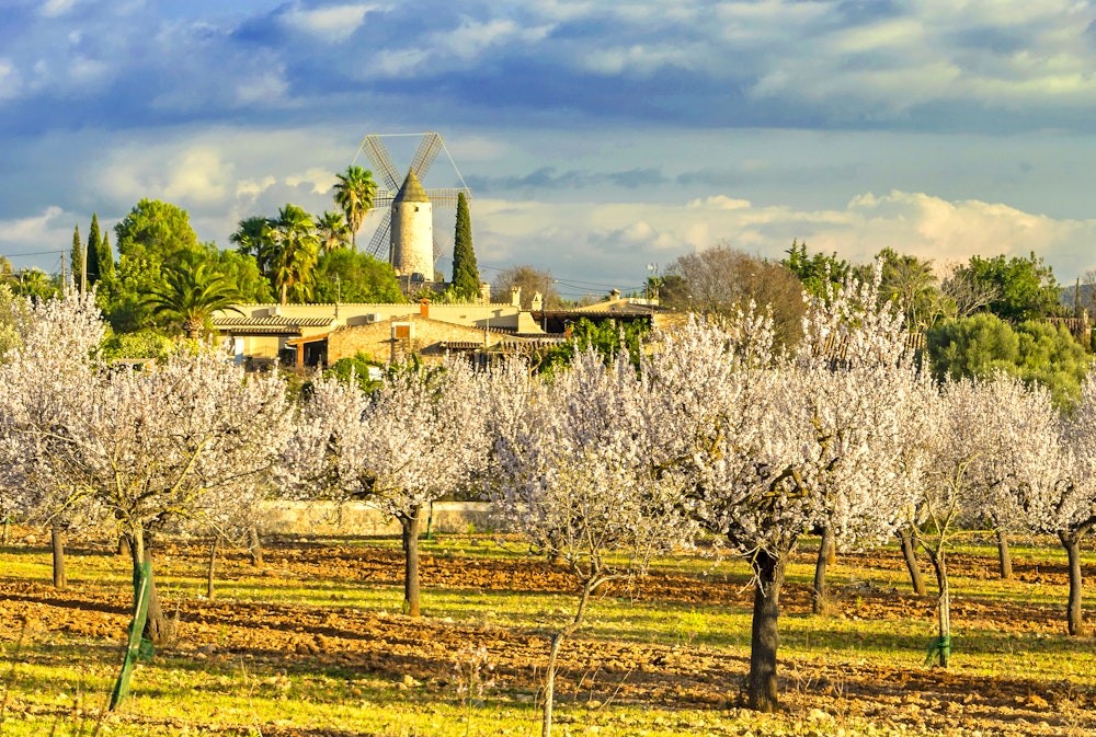 Mandelblüte in Mallorca – © ©juanjo - stock.adobe.com