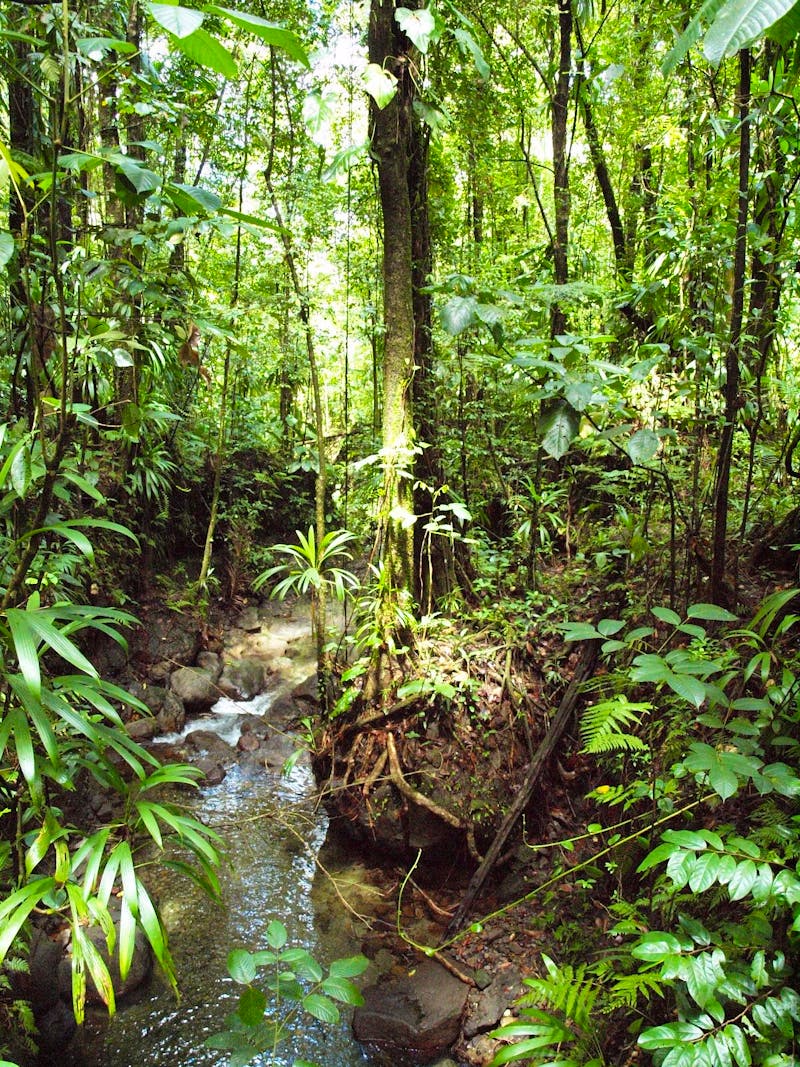 Dominica - Emerald Pool - &copy;Juliane Voigt