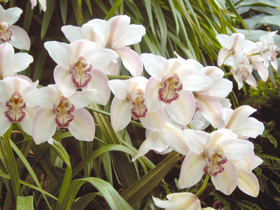 Orchideen Ausstellung Eric Young auf Jersey – © Eberhardt TRAVEL