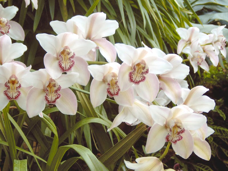 Orchideen Ausstellung Eric Young auf Jersey - ©Eberhardt TRAVEL