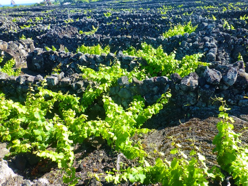 Weinanbau auf der Azoren-Insel Pico - ©Eberhardt TRAVEL