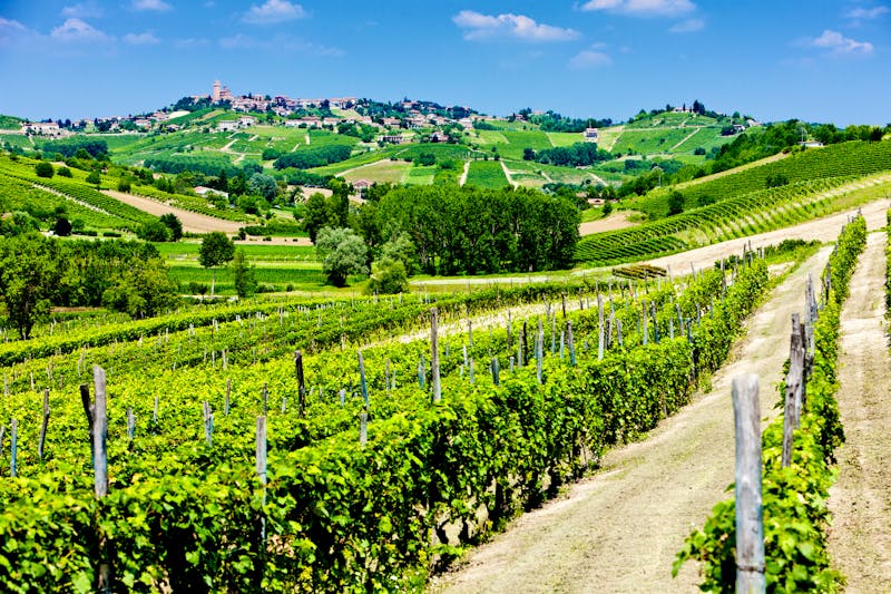 Weinfeld in der Region Asti - ©PHB.cz - Adobe Stockphoto