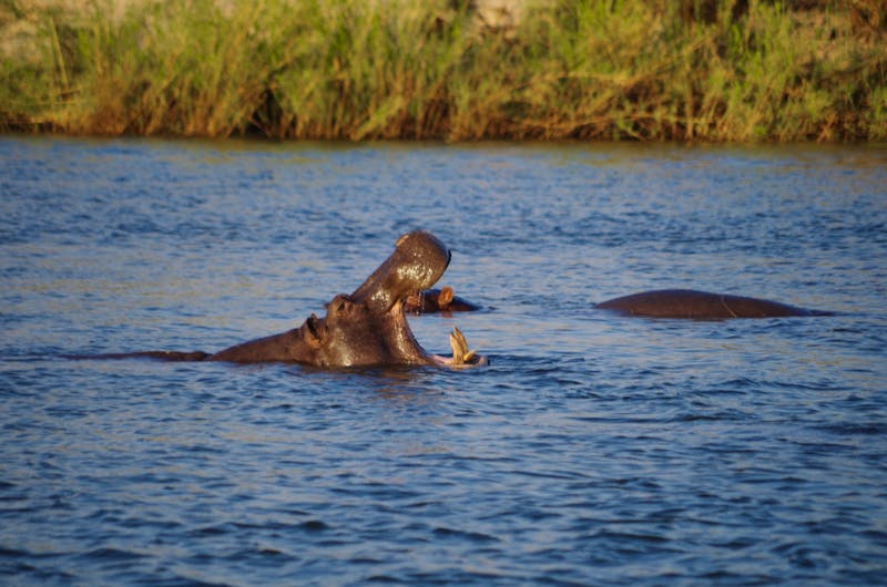 Tierbeobachtungen während der Bootsfahrt auf dem Sambesi - Hippo-Pool - ©Annett Müller - Eberhardt Travel