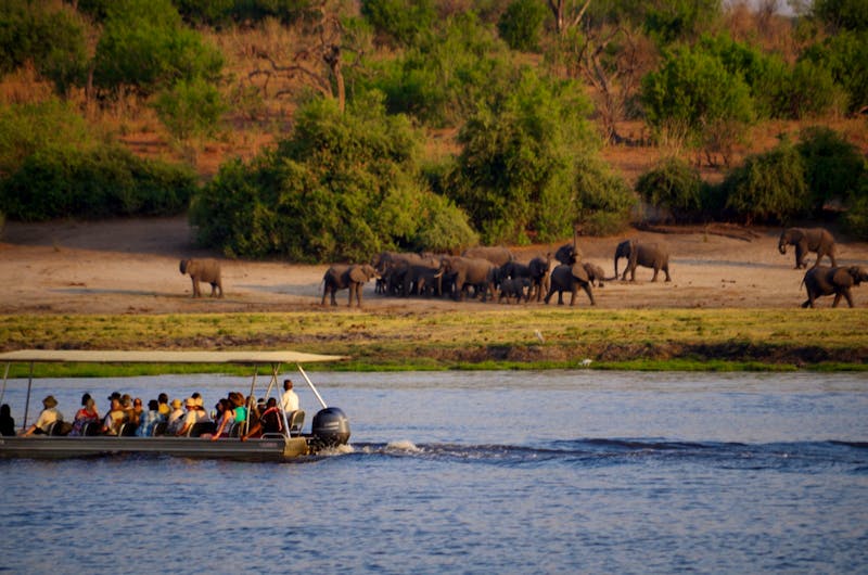 Tierbeobachtungen während einer Bootsfahrt auf dem Chobe - ©Annett Müller - Eberhardt Travel
