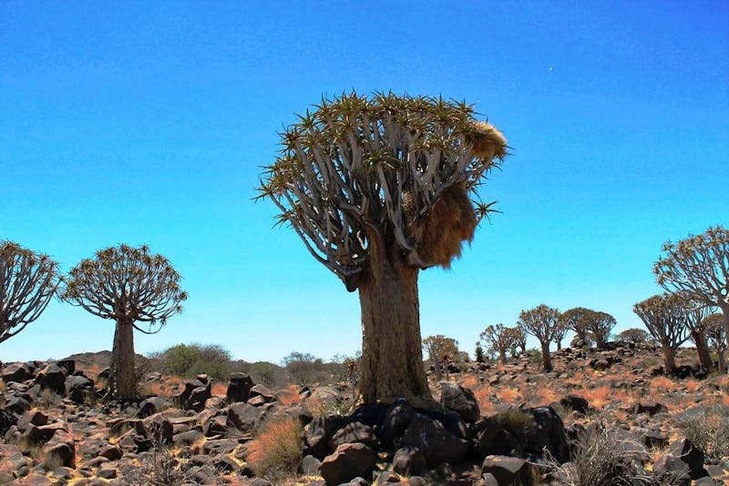 Köcherbaumwald bei Keetmanshoop - ©Annett Müller - Eberhardt Travel