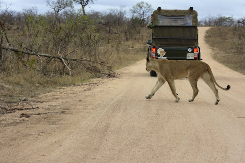 Safari im Krüger Nationalpark - ©Jacob Spangenberg - Eberhardt Travel