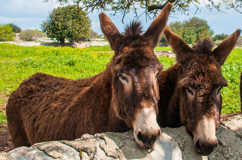 Eselfarm - ©Gioco - Adobe Stockphoto