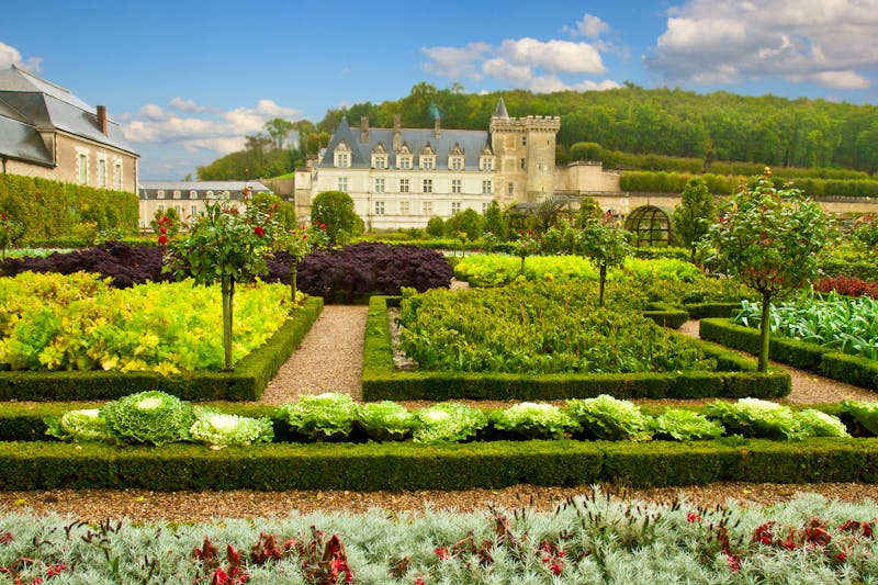 Der mit Kohl gestaltete Schlossgarten von Villandry im Loire-Tal - ©neirfy - stock.adobe.com