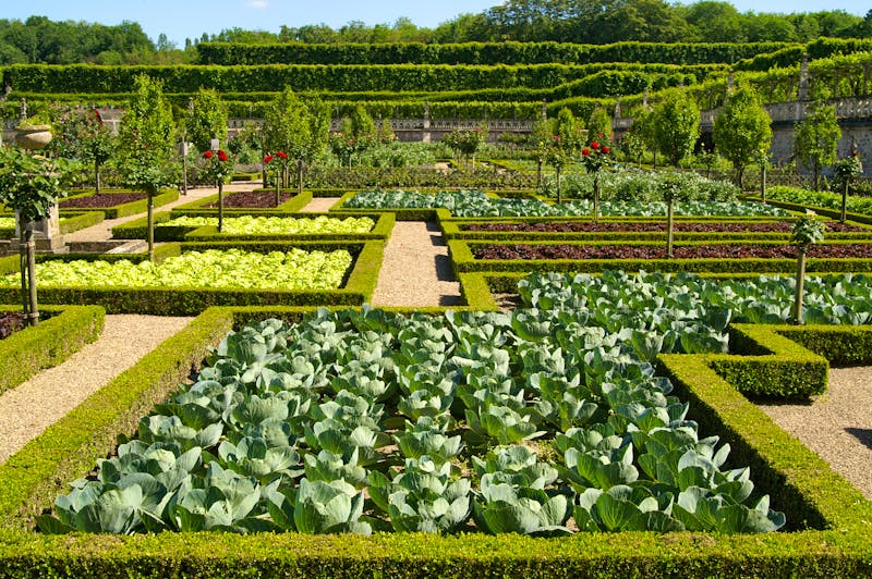 Der mit Kohl gestaltete Schlossgarten von Villandry im Loire-Tal - ©Maxim Loskutnikov - stock.adobe.com