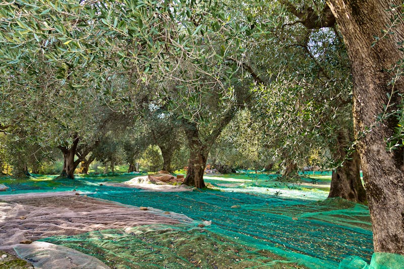 oliven im Cilento - ©morena josefina - Adobe Stockphoto