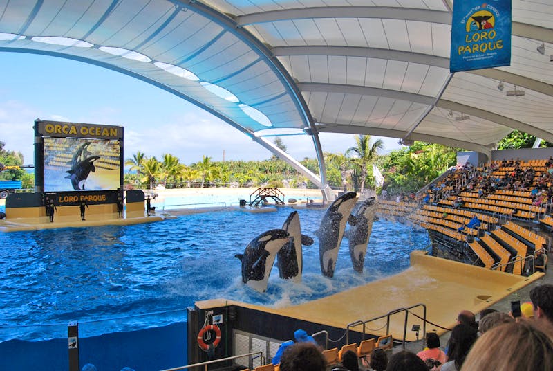 Orcashow im Loro Parque - Teneriffa - ©Eberhardt TRAVEL