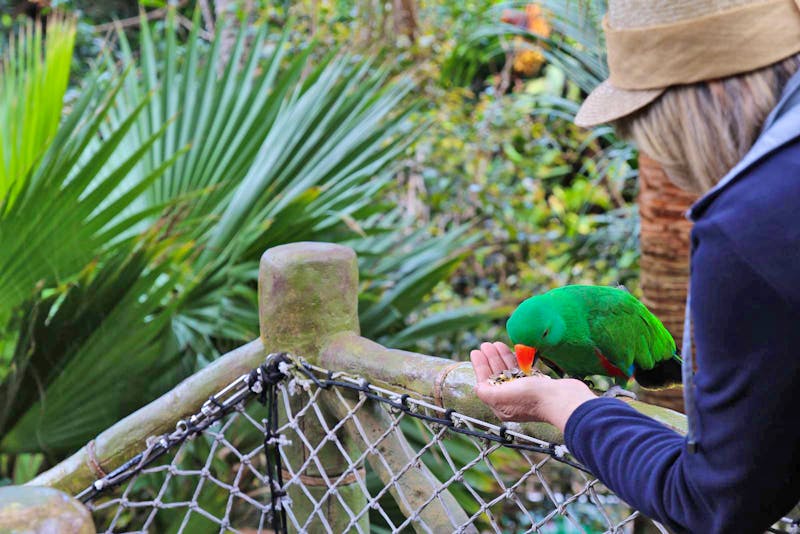 Im Loro Parque auf Teneriffa - ©Eberhardt TRAVEL