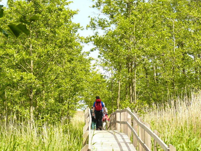 Wanderung im Nationalpark Darss - ©Eberhardt TRAVEL