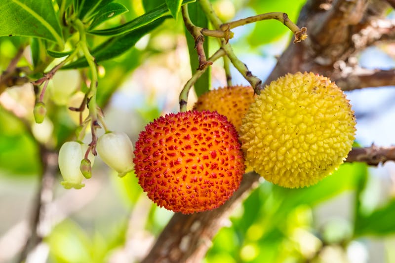 Medronho Beeren im Monchique-Gebirge - ©©sergojpg - stock.adobe.com