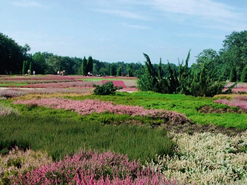 Lüneburger Heide - ©Eberhardt TRAVEL