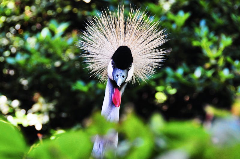  Vogelpark Walsrode - ©by Fiorellino / wikipedia