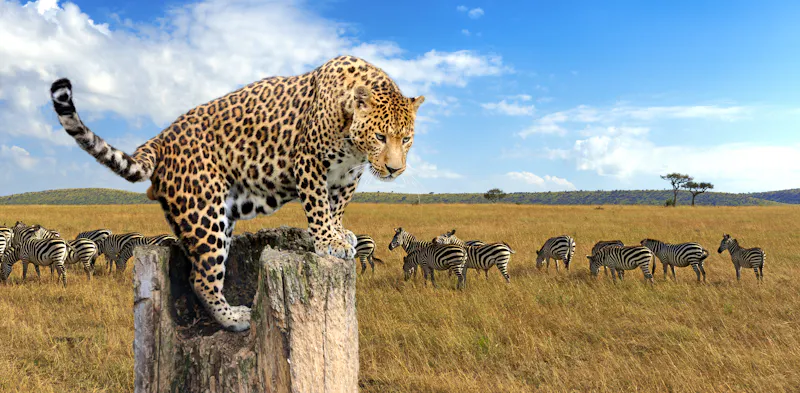 Leopard und Zebras - &copy;©byrdyak - stock.adobe.com