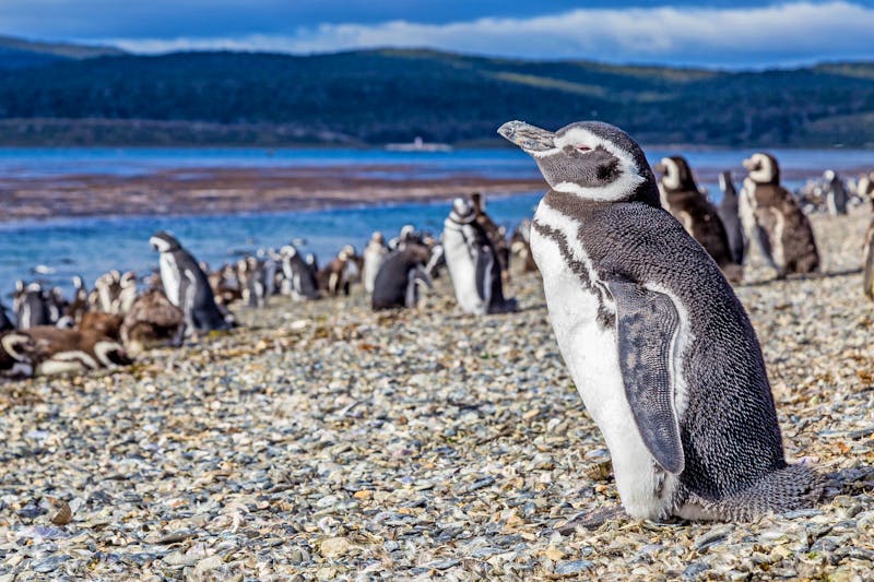 Pinguine auf Isla Magdalena - ©©Loïc Bourgeois - stock.adobe.com