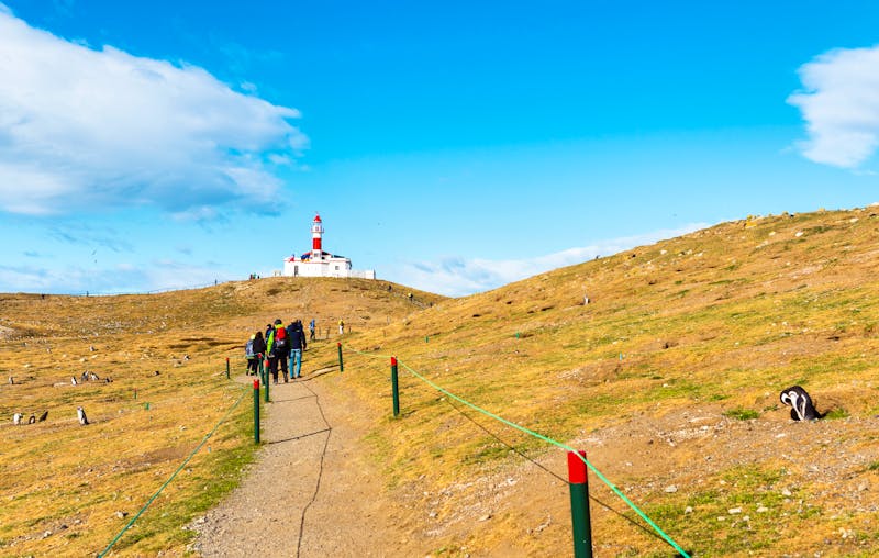 Isla Magdalena - Pinguinkolonie - ©©ggfoto - stock.adobe.com