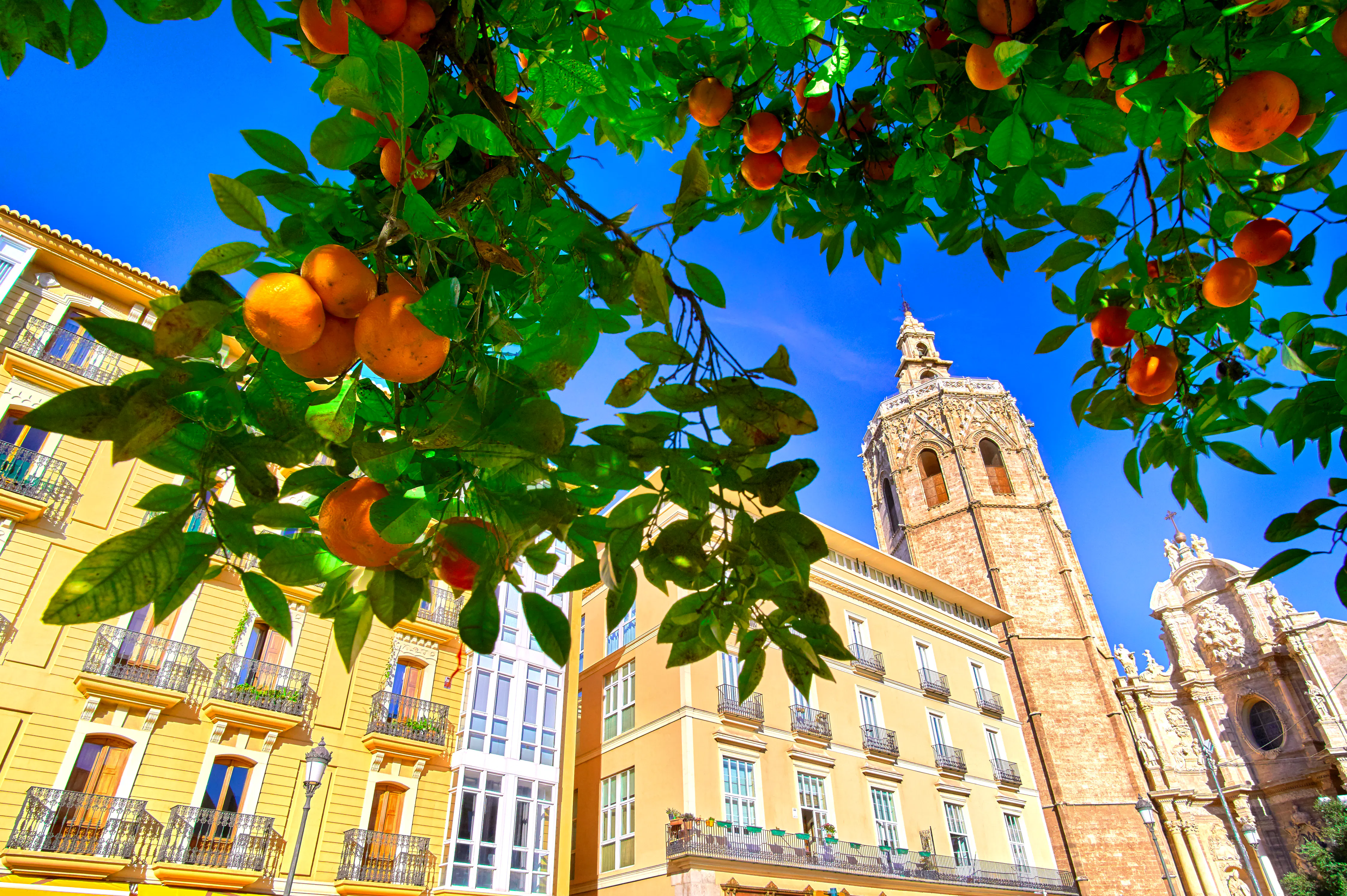 Orangenbaum und Kathedrale in Valencia &ndash; &copy; ©twindesigner - stock.adobe.com