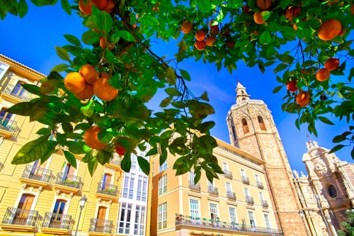 Orangenbaum und Kathedrale in Valencia &ndash; &copy; ©twindesigner - stock.adobe.com
