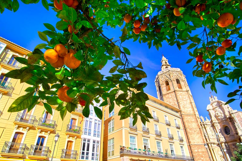 Orangenbaum und Kathedrale in Valencia - ©©twindesigner - stock.adobe.com
