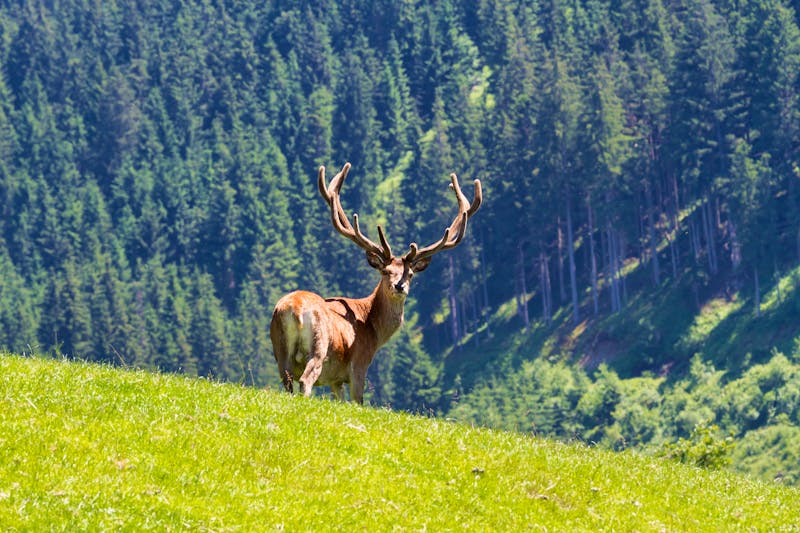 Mächtiger alter Hirsch im Wildpark in Aurach bei Kitzbühel - ©©ARC Photography - stock.adobe.com