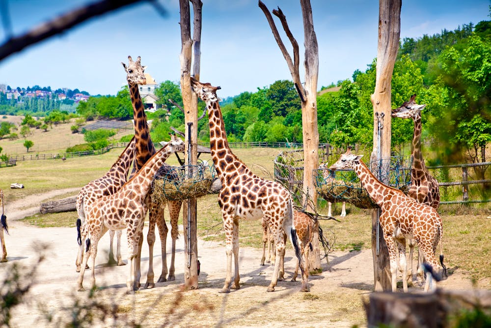 Prag – Fütterungszeit bei den Giraffen im Zoo &ndash; &copy; Anna Lurye – stock.adobe.com