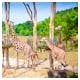 Prag – Fütterungszeit bei den Giraffen im Zoo – © Anna Lurye – stock.adobe.com