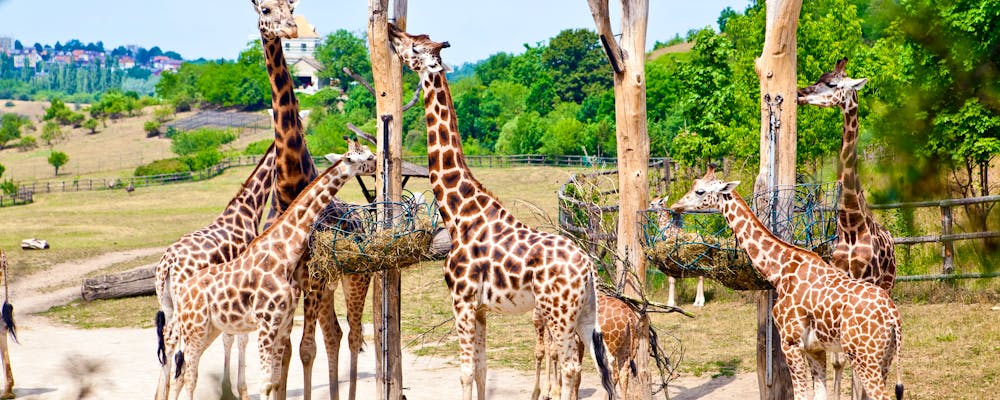 Prag – Fütterungszeit bei den Giraffen im Zoo – © Anna Lurye – stock.adobe.com