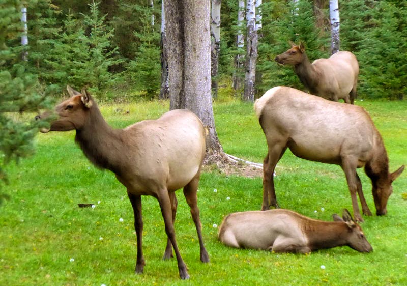Wapitis bei Becker's Chalets Lodge bei Jasper - ©Eberhardt TRAVEL