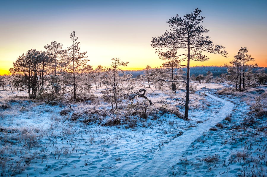Lahemaa Nationalpark im Winter – © www.reginamart.com - Adobe Stock