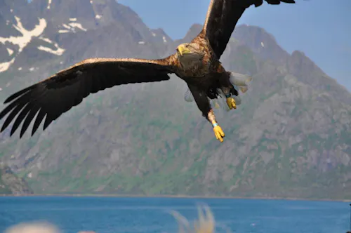 Seeadlersafari - Raftsund &ndash; &copy; Martin Büchner