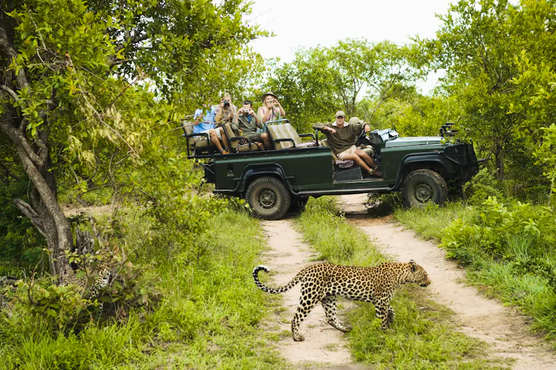 Jeepsafari im Krüger Park - Leopard  - &copy;©biker3 - stock.adobe.com