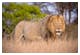 Löwe im Krüger Nationalpark – © ©Natureimmortal - stock.adobe.com